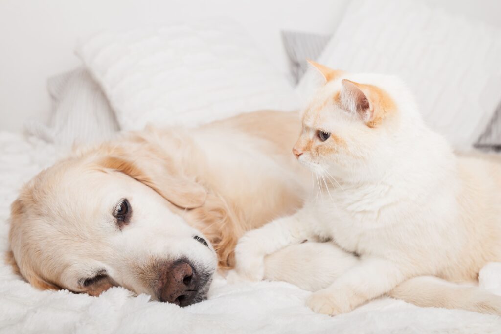 犬と猫